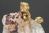 Native Gold Formation in Quartz - Morocco #213546-1